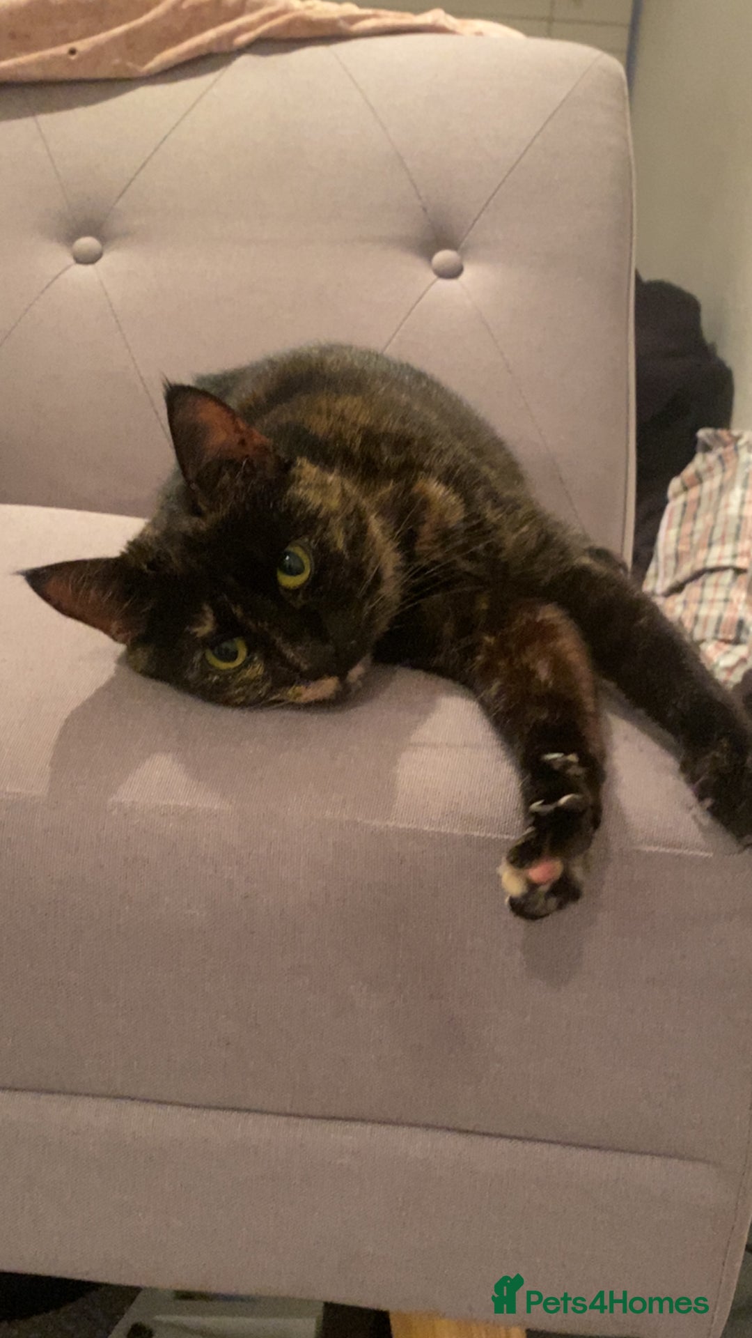 British Shorthair cats for sale: Juno the Tortoiseshell 🫶🏽 - Image 5
