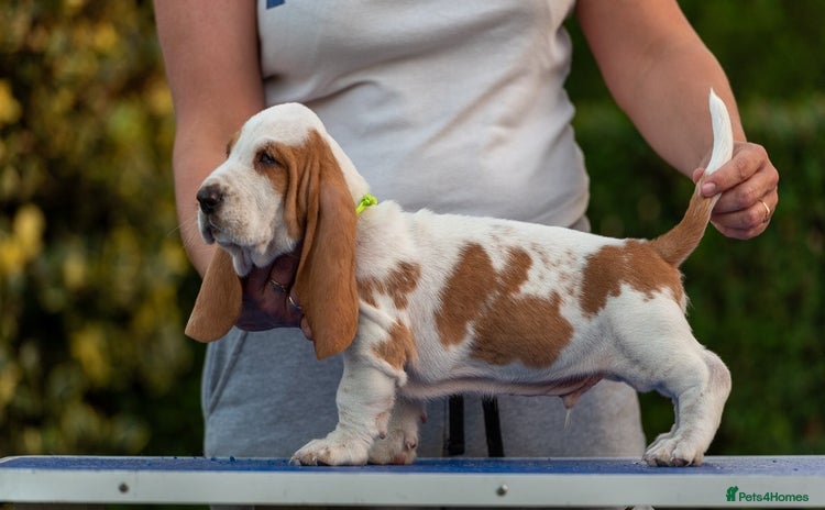 Basset Hound dogs - Advert 1