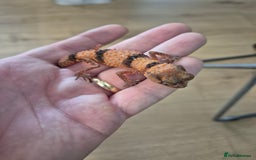 Gecko reptiles for sale: Knob tail geckos - Image 2