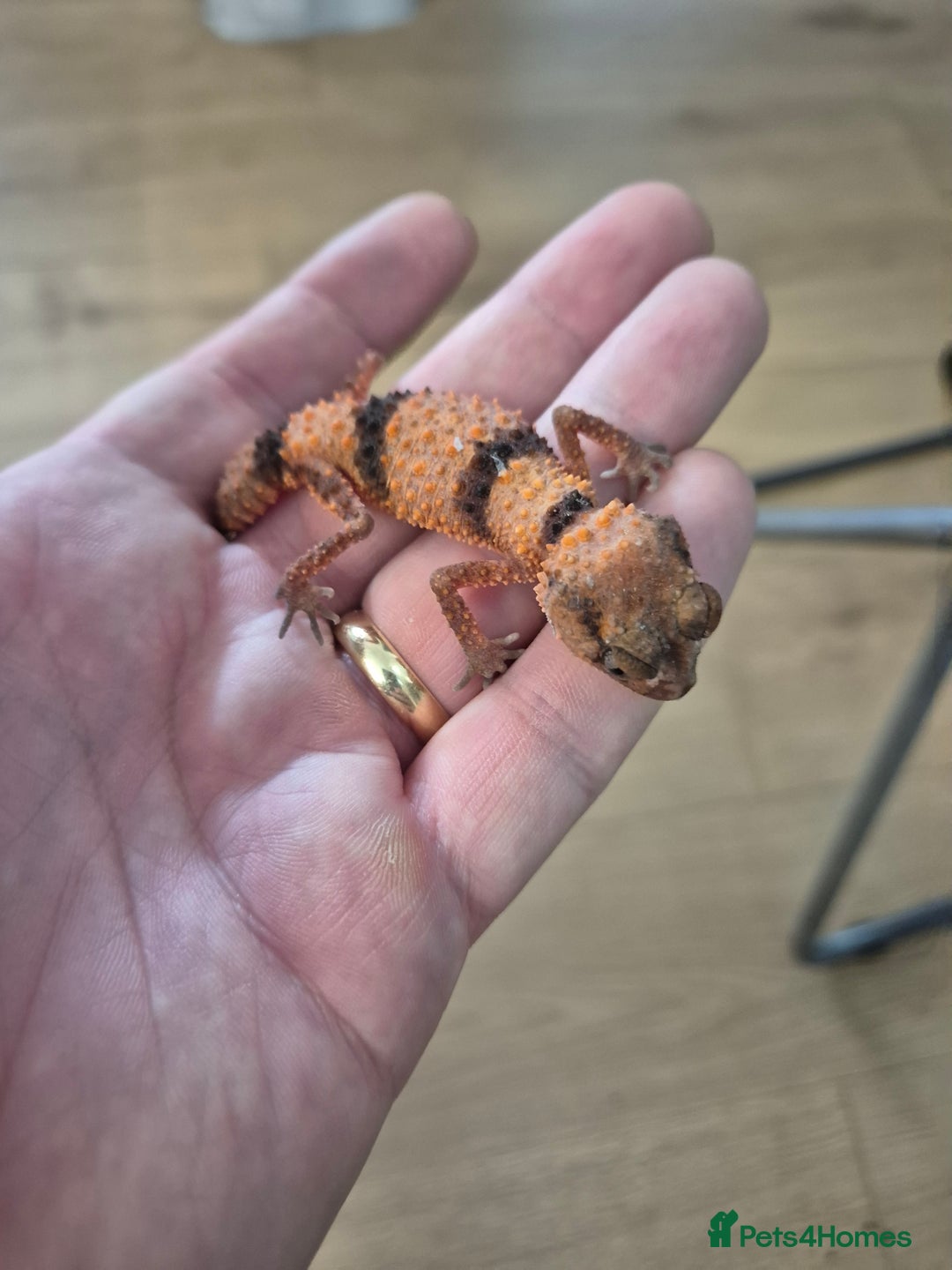 Gecko reptiles for sale: Knob tail geckos - Image 2
