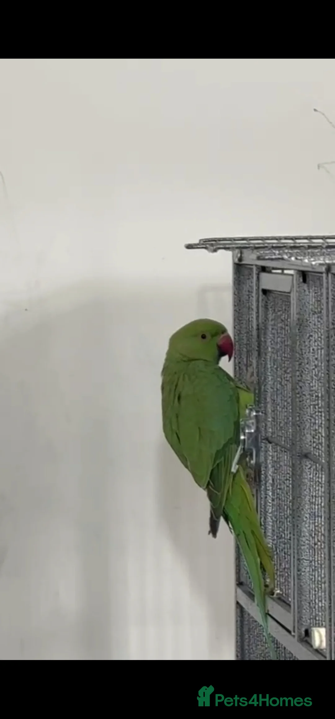 Ringnecks birds for sale: Parakeets birds in Livingston - Advert 3