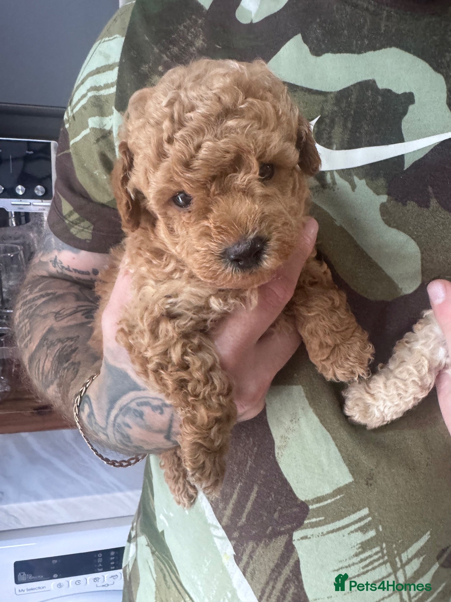 Yorkiepoo dogs 7 beautiful yorkiepoo babys  - Advert 2