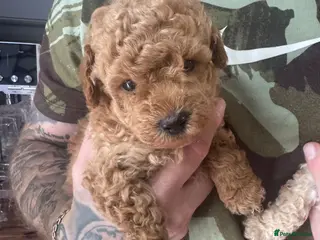 Yorkiepoo dogs Ready to leave this weekend boy available - Advert 2
