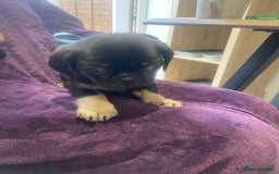 Pug dogs for sale: Merle pugs  - Advert 12