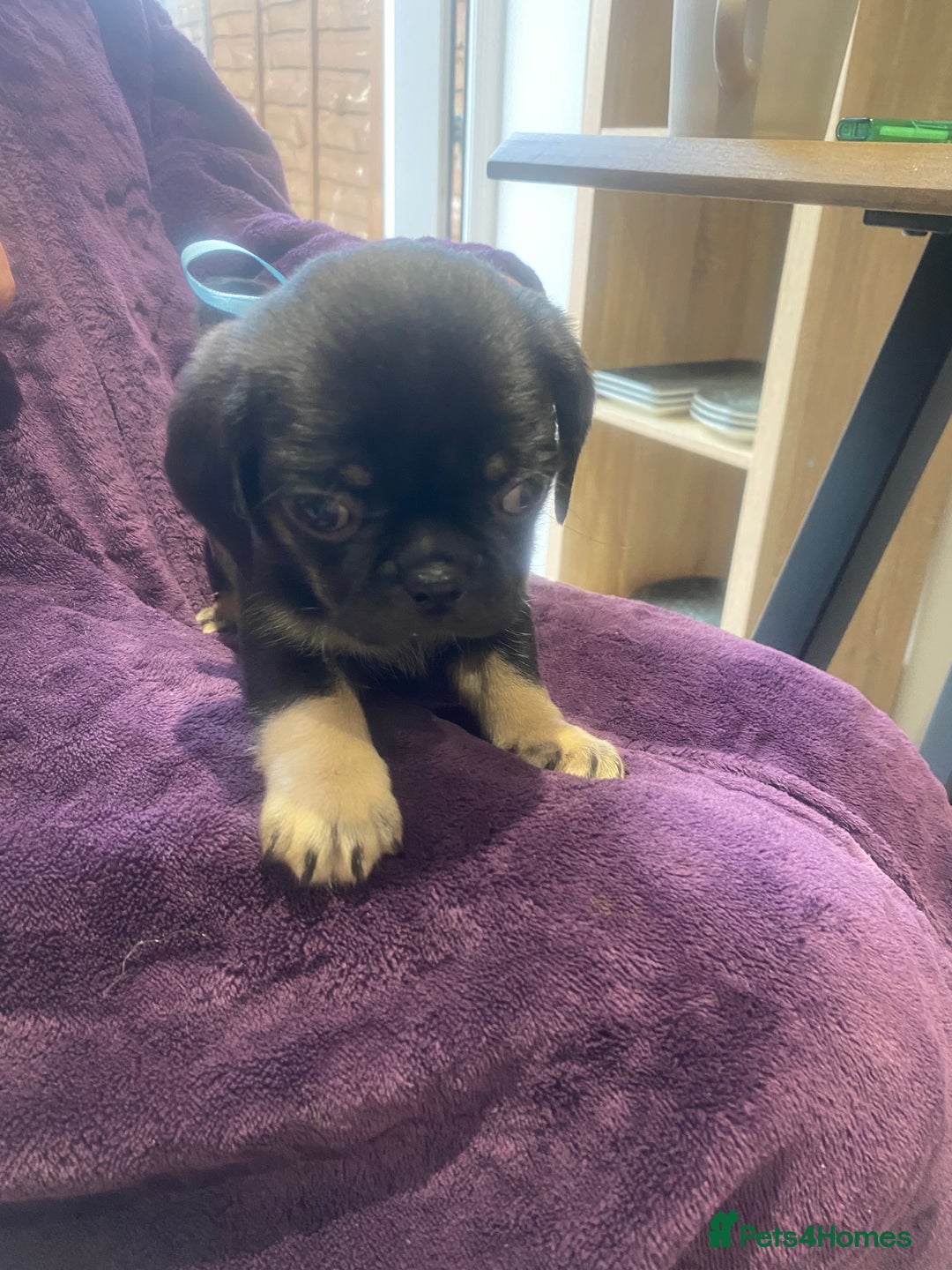 Pug dogs for sale: Merle pugs  - Advert 12