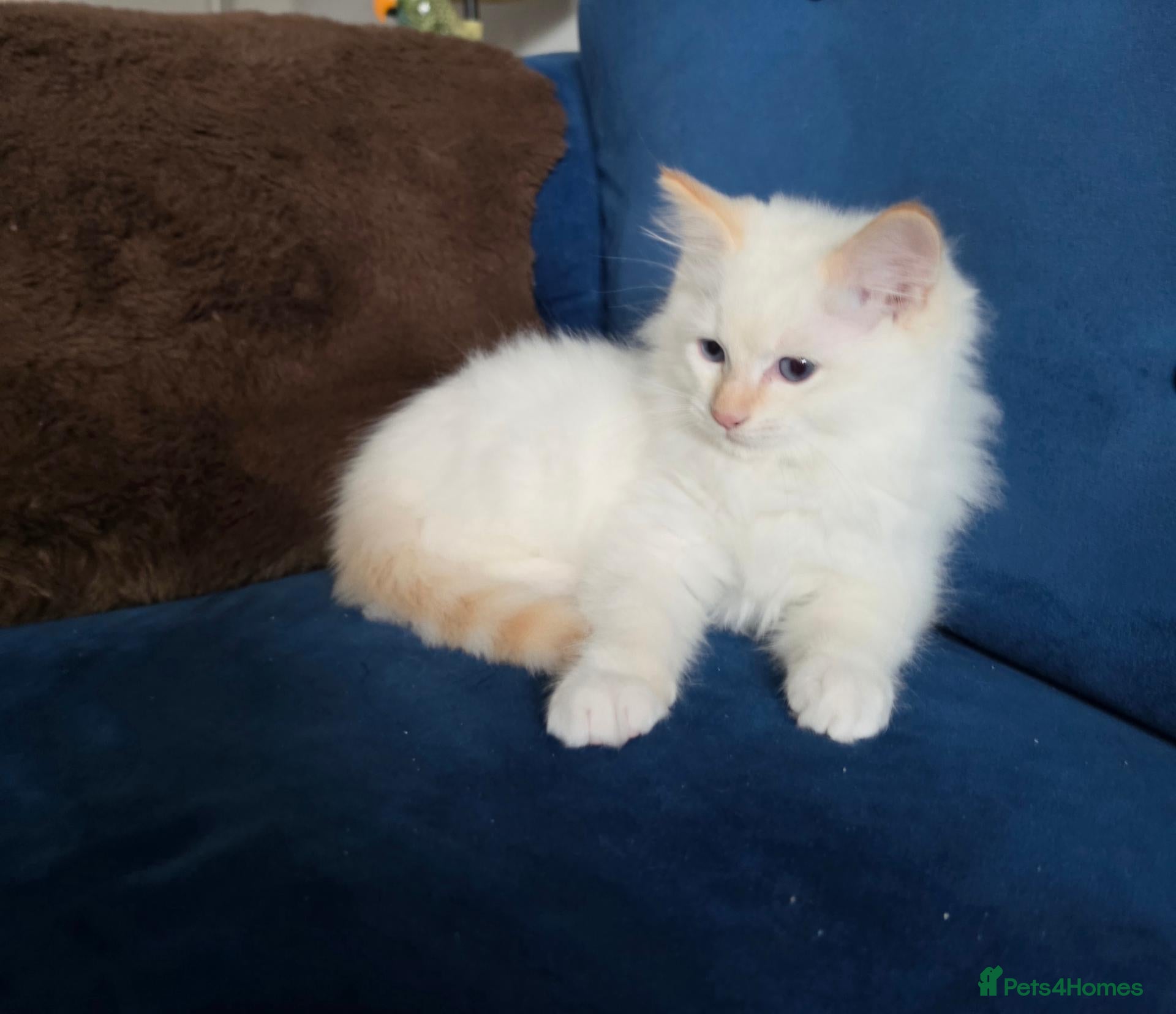 Ragdoll cats 💙💛GCCF Registered Apricot/Cream boy 💙💛 - Advert 1