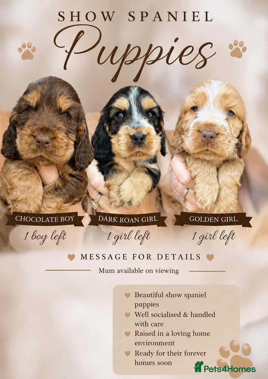 Cocker Spaniel dogs 🐶RIZI BIZI beautiful pedigree show spaniels🐶 - Advert 1