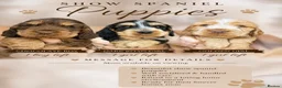 Cocker Spaniel dogs for sale: LAST PUP 🐶RIZI BIZI pedigree show spaniels🐶 - Advert 9