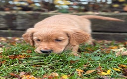 Golden Retriever dogs for sale: Beautiful KC working golden retriever puppies  - Image 8
