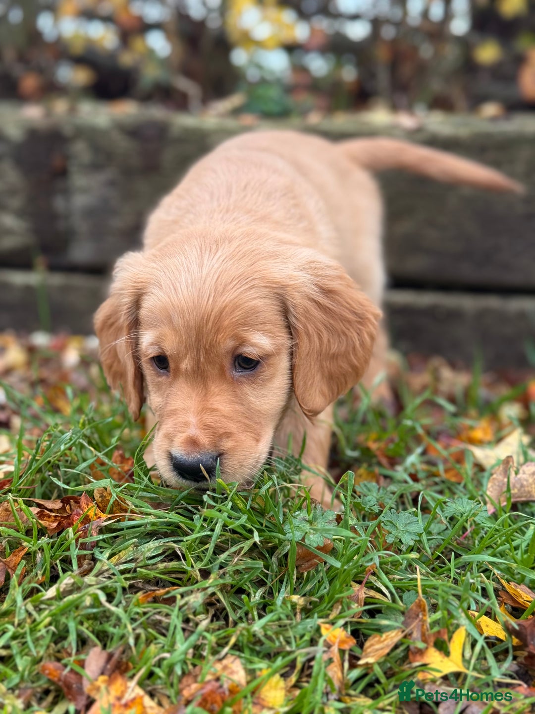 Golden Retriever dogs for sale: Beautiful KC working golden retriever puppies  - Image 8