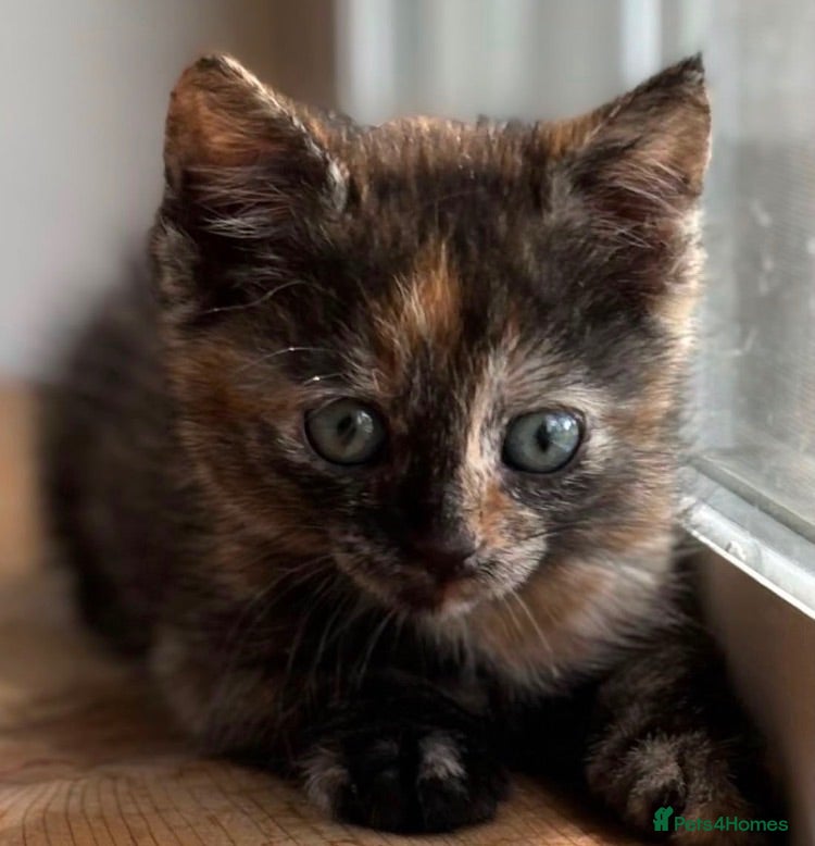 Mixed Breed cats Torti kitten for sale  - Advert 10