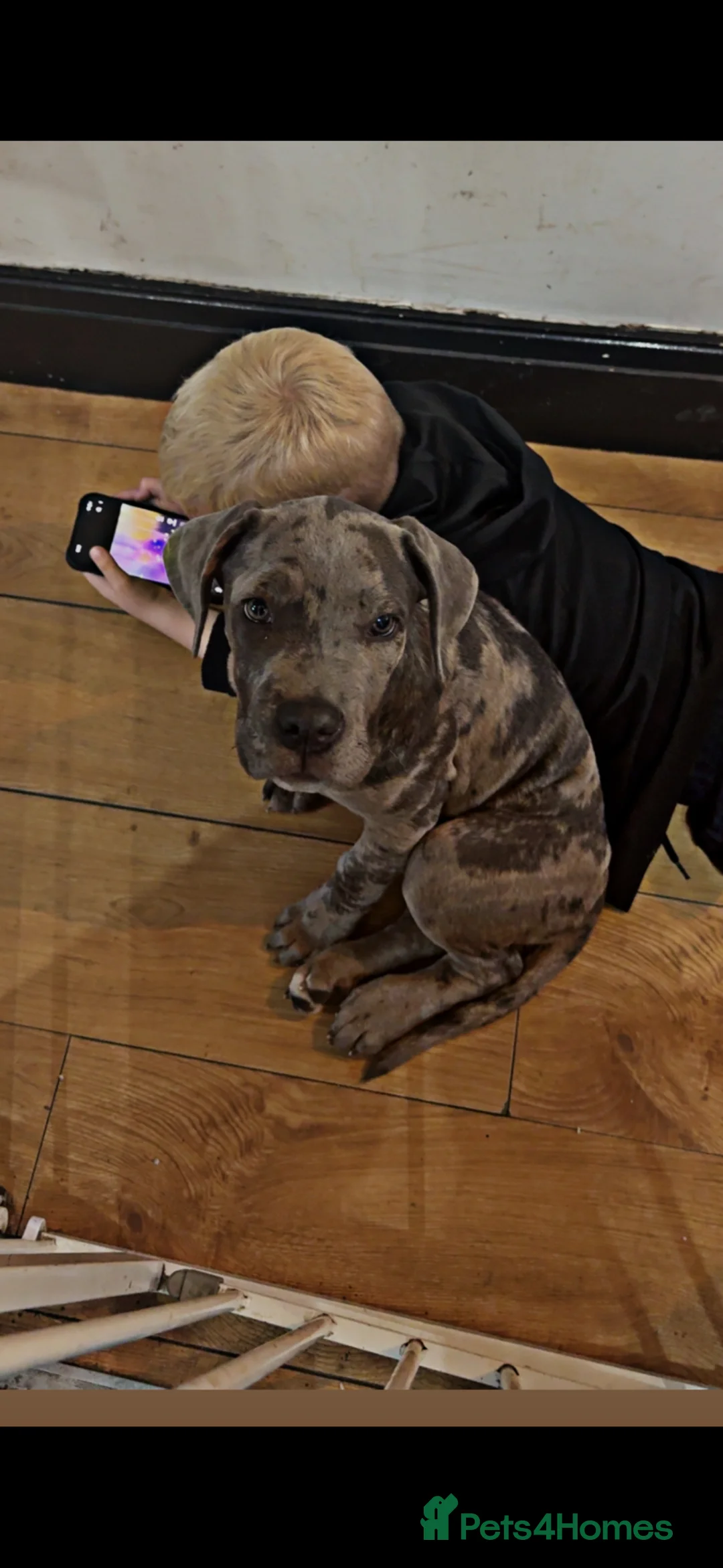 Cane Corso dogs for sale: Merle Cane Corso  - Advert 2