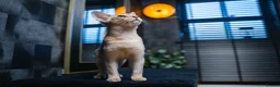 Abyssinian cats for sale: Silver Abyssinian Boy-READY NOW-Champion Line - Advert 5