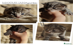 Maine Coon cats for sale: MAINE COONE KITTENS POLYDACTYL&NON POLYDACTYL   - Advert 1