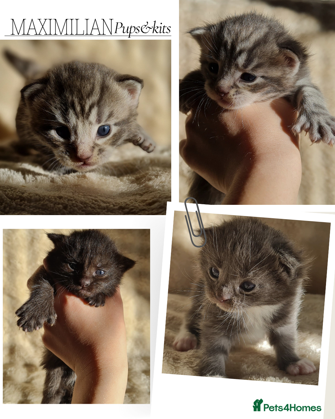 Maine Coon cats for sale: MAINE COONE KITTENS POLYDACTYL&NON POLYDACTYL   - Advert 1