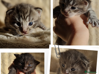 Maine Coon cats MAINE COONE KITTENS POLYDACTYL&NON POLYDACTYL - Advert 3