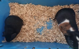 Guinea Pig rodents for sale: Pair of Male Guinea Pigs  - Image 13
