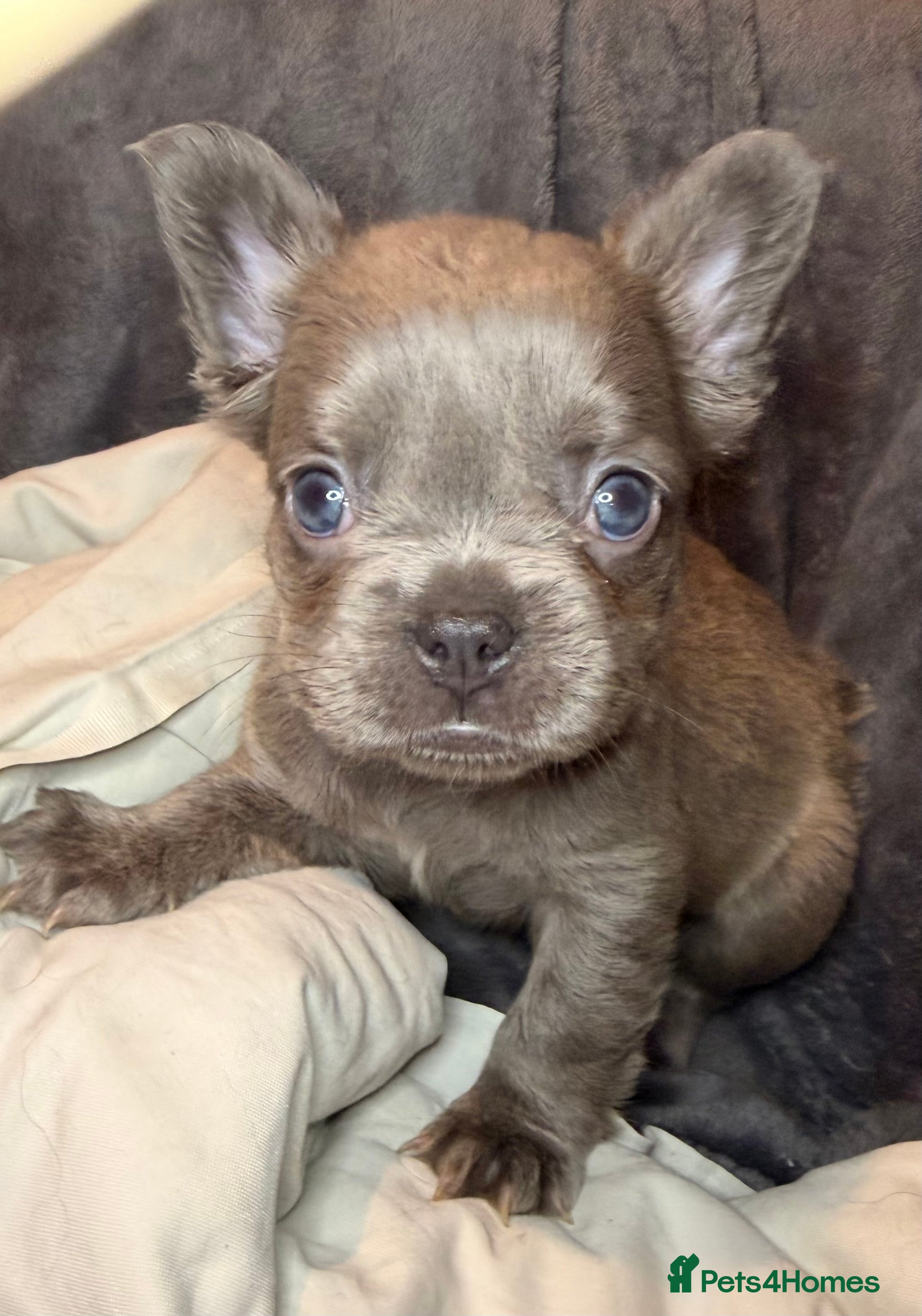 French Bulldog dogs Pedigree visual fluffy and fluffy carriers - Advert 2