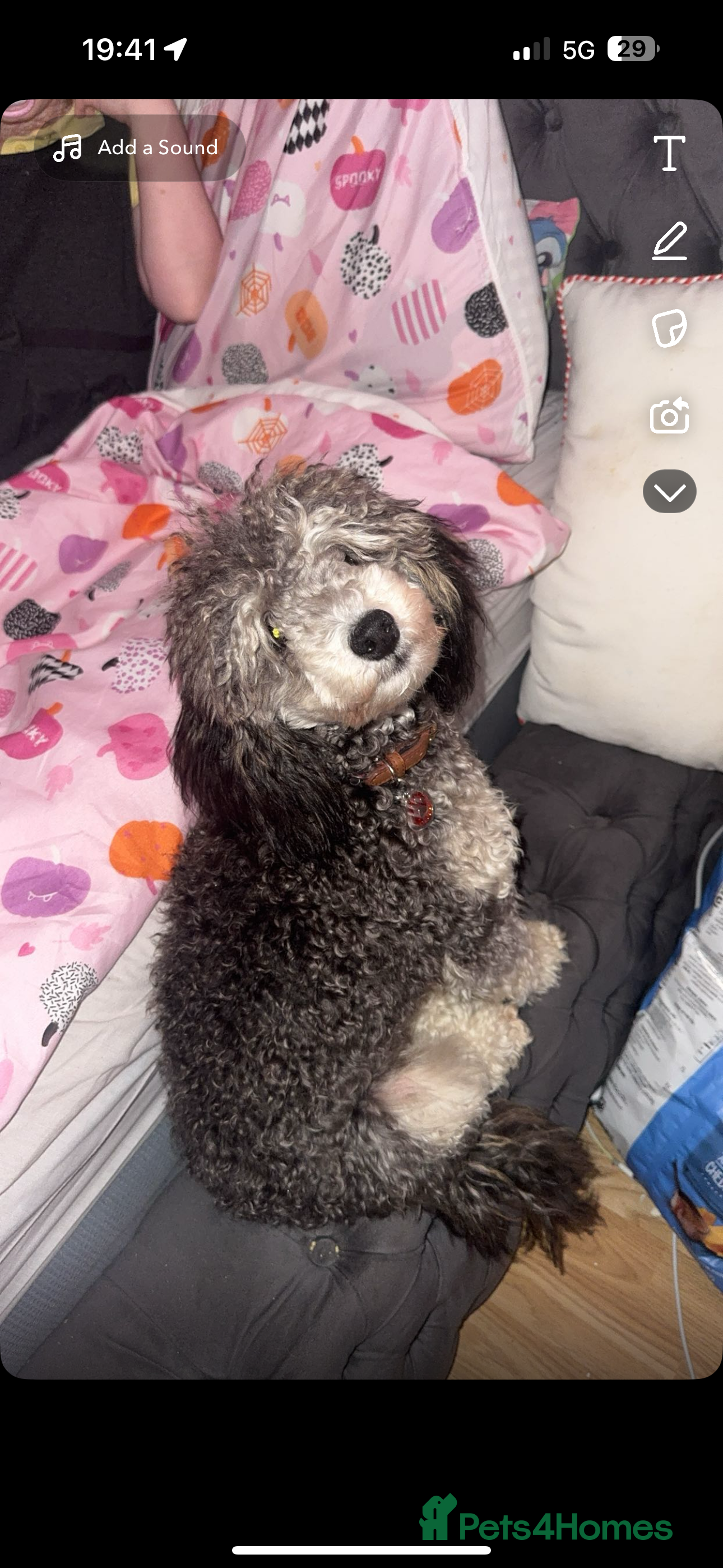 Toy Poodle dogs silver phantom toy poodle  - Advert 2