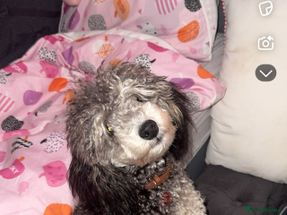 Toy Poodle dogs silver phantom toy poodle - Advert 7