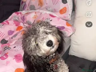 Toy Poodle dogs silver phantom toy poodle - Advert 6