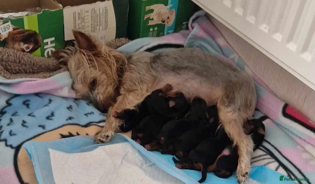 Yorkshire Terrier dogs for stud:  PEDIGREE Yorkshire terrier for STUD  in Hull - Advert 32