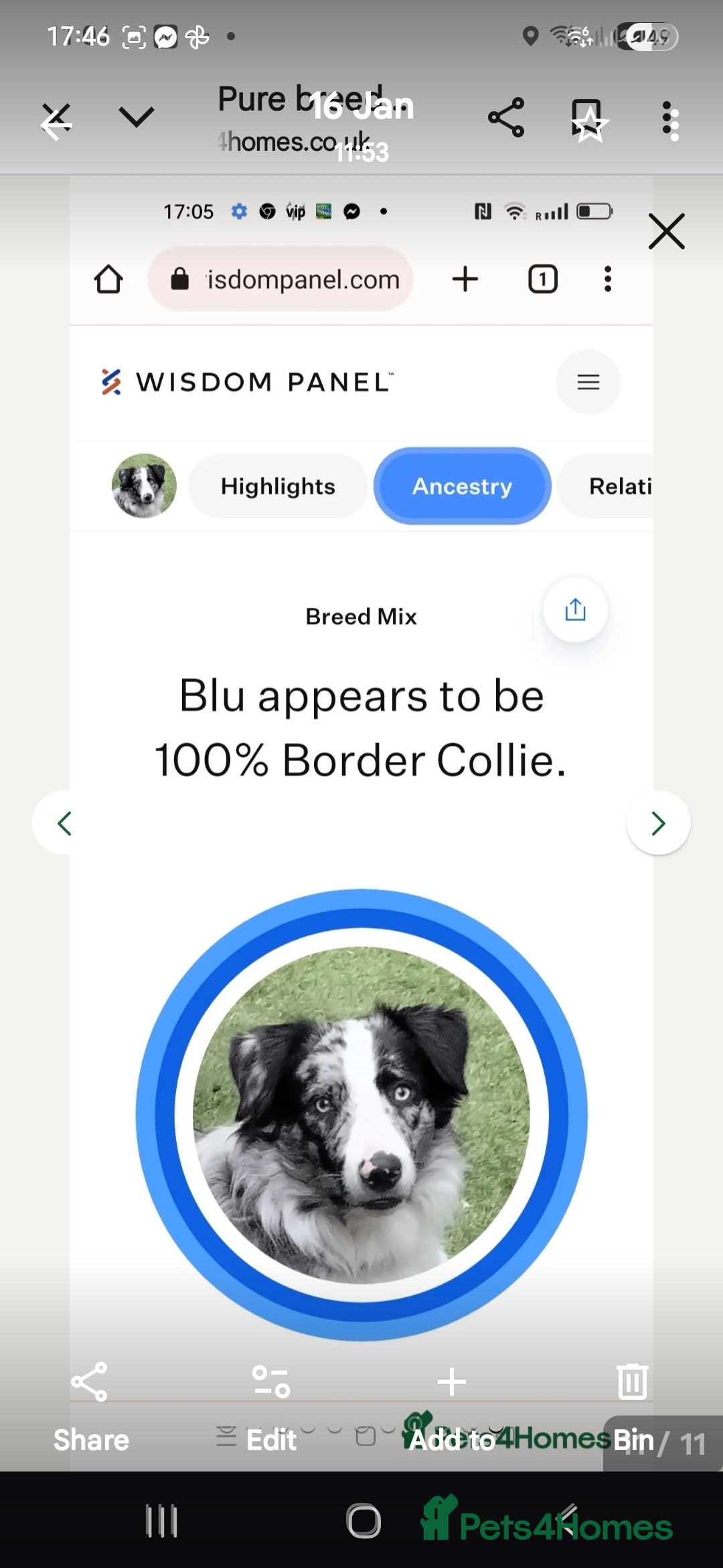 Border Collie dogs for sale: One blue merle boy left! - Advert 7