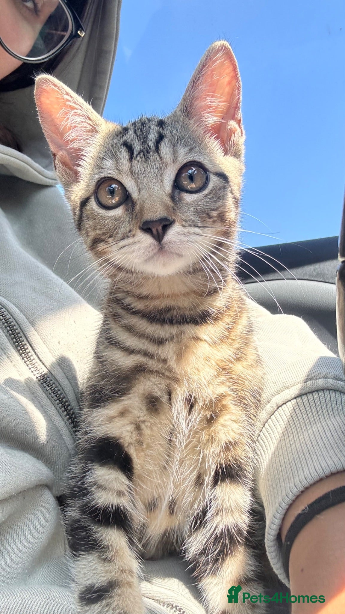 Mixed Breed cats Beautiful tabby boy - Advert 4