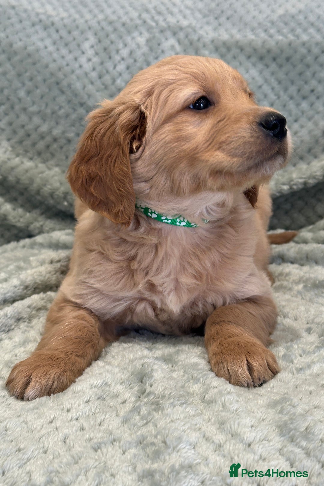 Golden Retriever dogs for sale: Quality litter of KC reg Golden Retriever Puppies  - Advert 28