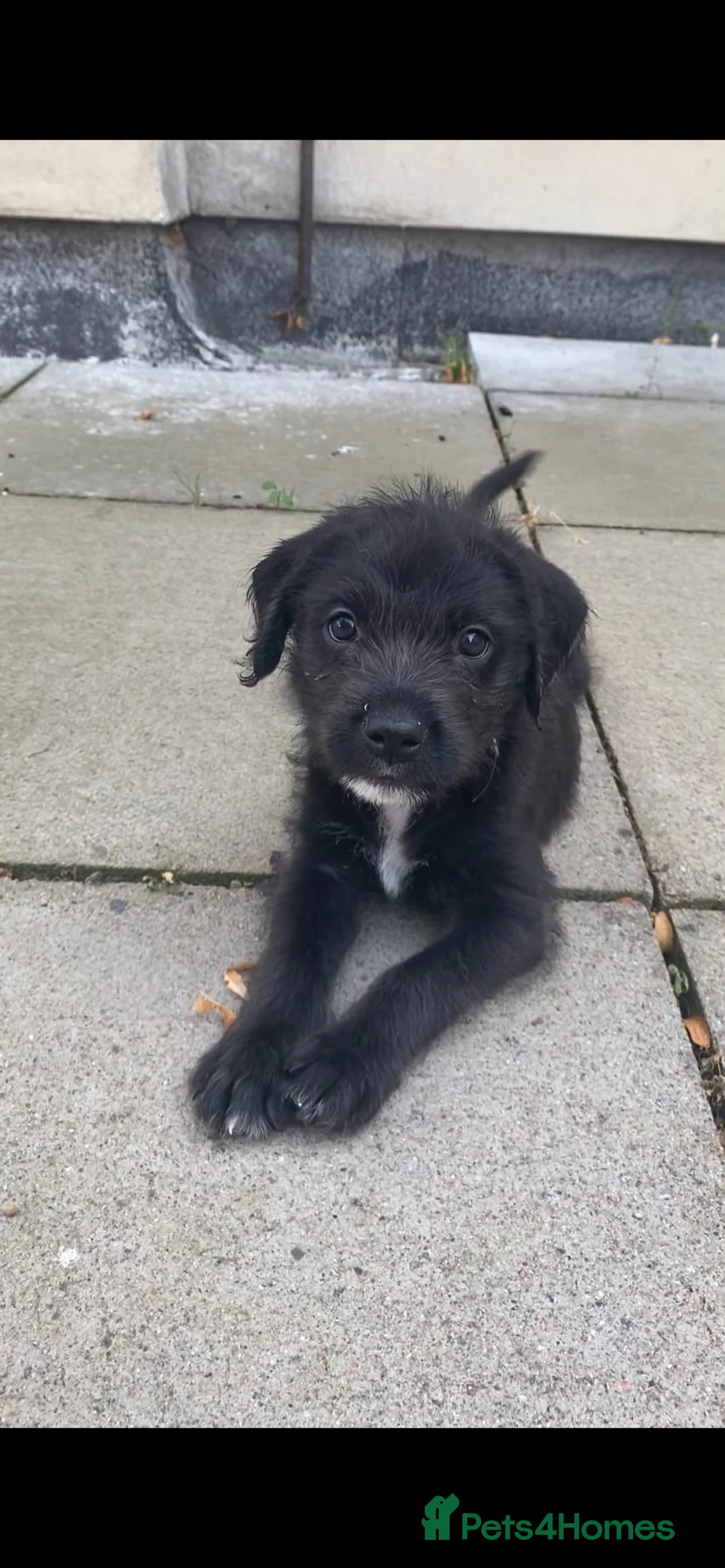 Mixed Breed dogs for sale: 7 beautiful staffie x labradoodle puppies for sale - Advert 8