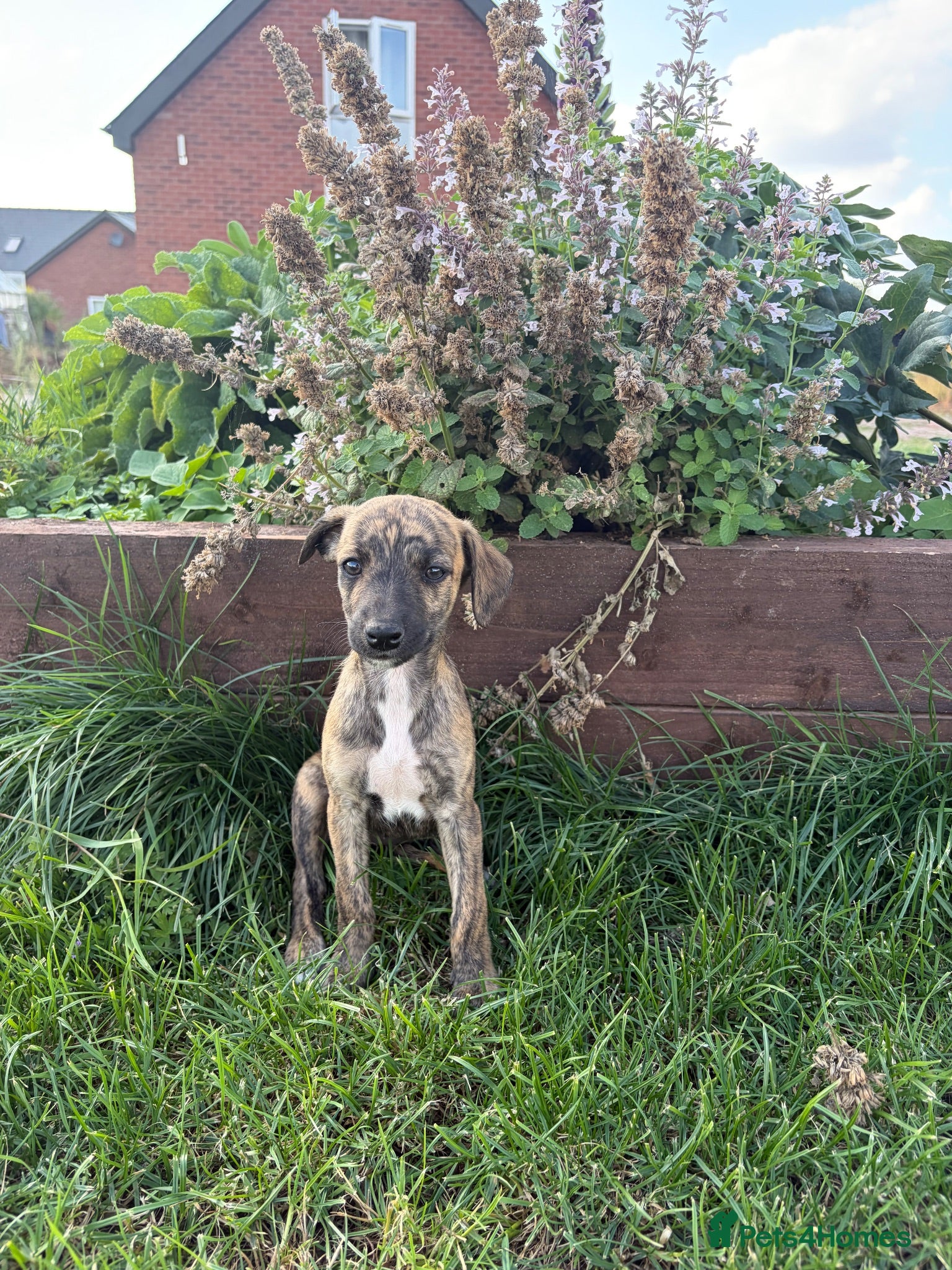 Whippet dogs Beautiful whippet puppies  - Advert 2
