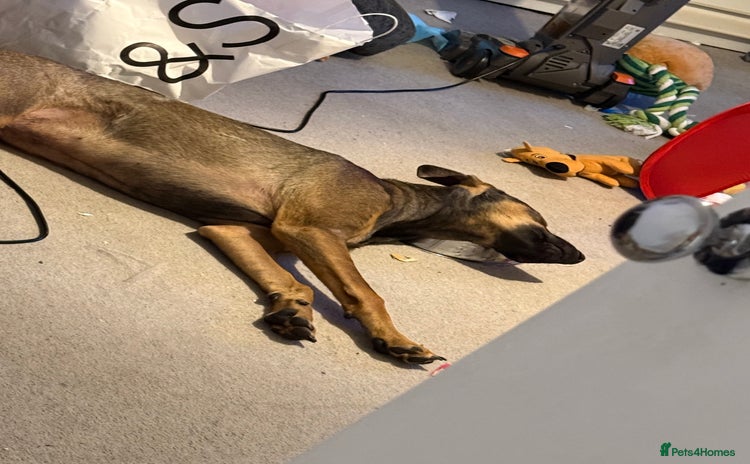 Mexican Hairless dogs 8 month old xoloitzcuintli - Advert 8