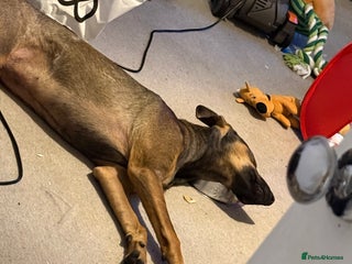 Mexican Hairless dogs 8 month old xoloitzcuintli - Advert 14