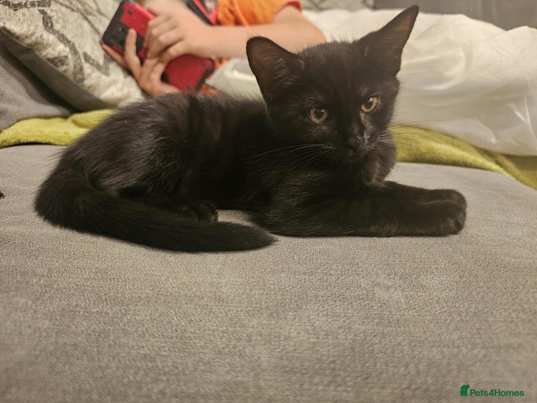 Mixed Breed cats for sale: 1 Black/brown striped Tabby cross Kitten - Image 6