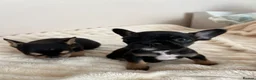 French Bulldog dogs for sale: 2 Boys frenchbulldogs in Doncaster - Advert 4
