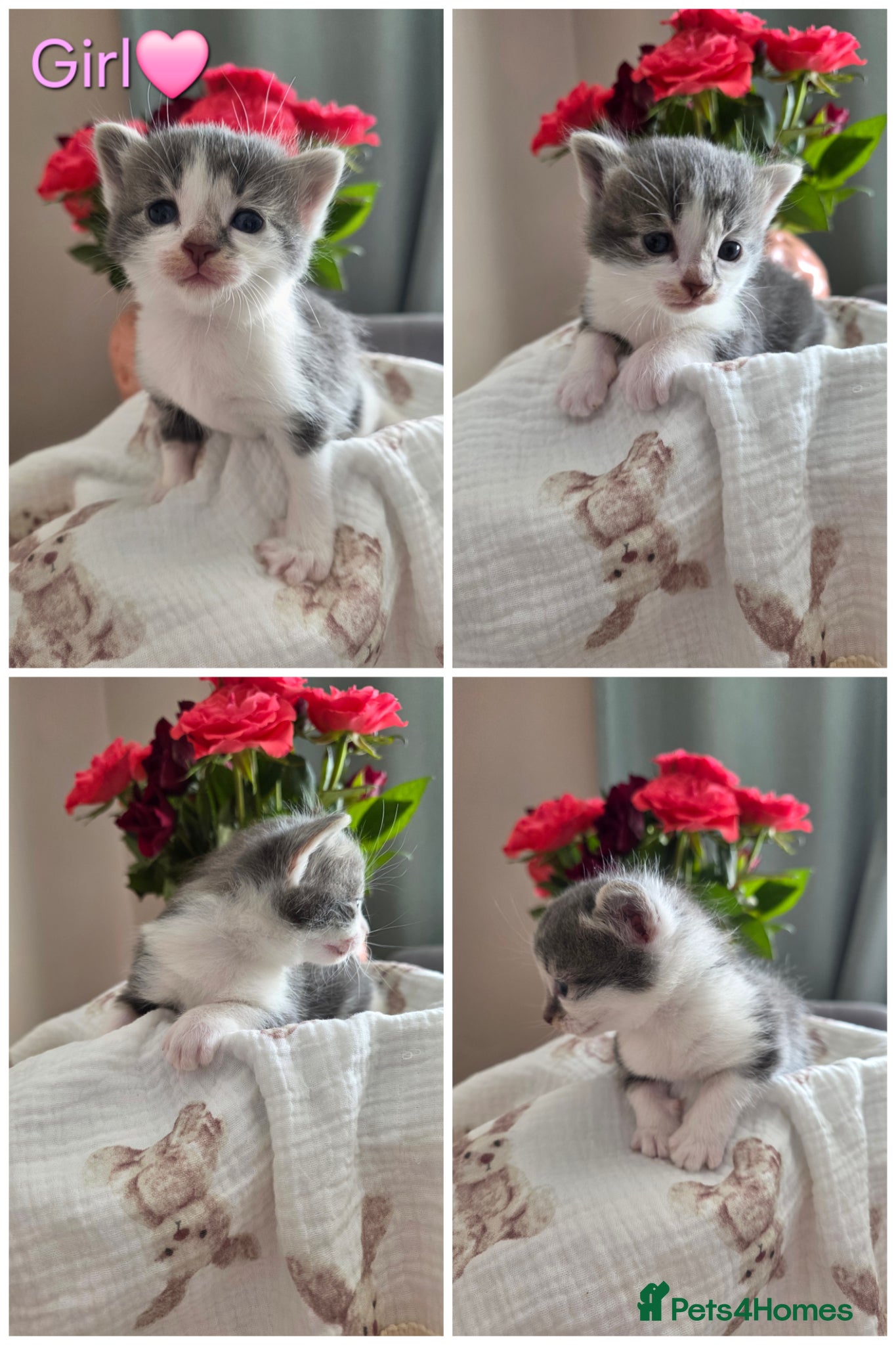 Mixed Breed cats Your New Best Friend is Waiting🐈‍⬛ - Advert 1