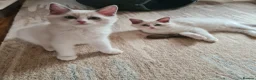 Ragdoll cats for sale: Gorgeous pure bread ragdoll kittens - Advert 10