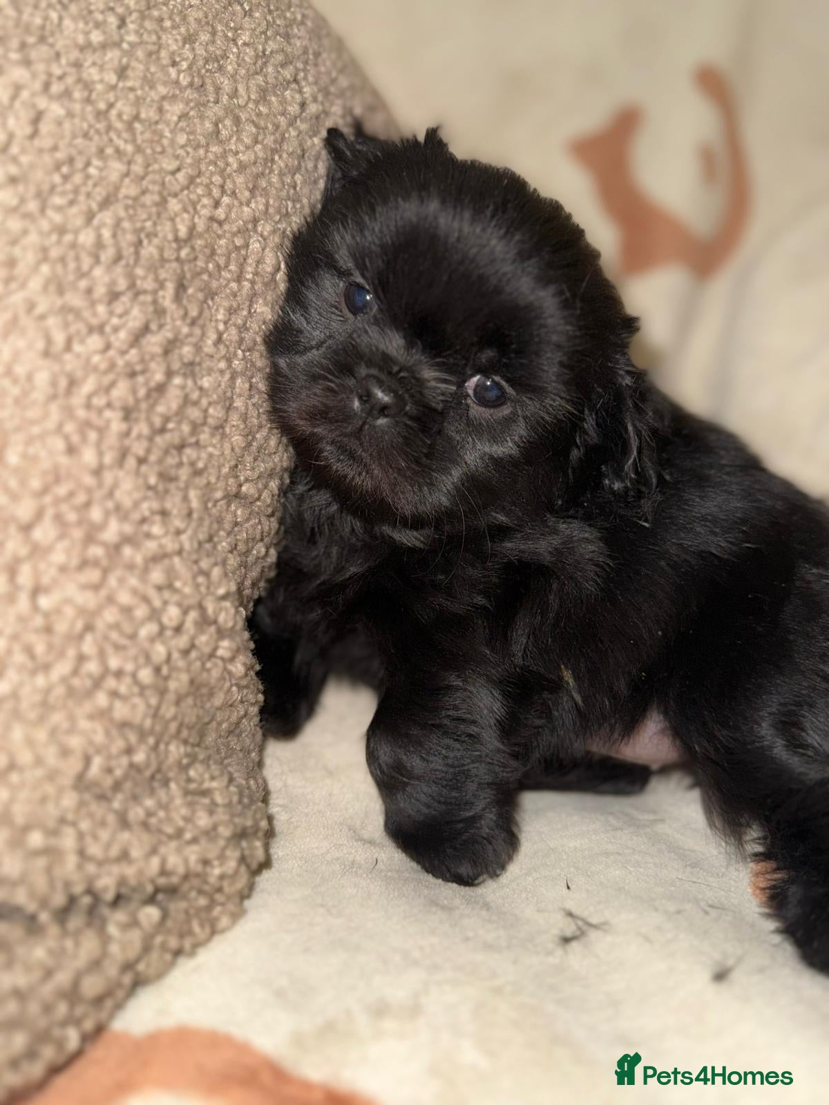Shih Tzu dogs ❤️Stunning Black Shih Tzu Puppies💚 - Advert 2