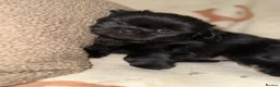 Shih Tzu dogs for sale: Stunning Black Shih Tzu Puppies - Advert 2