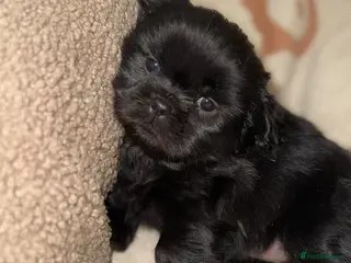 Shih Tzu dogs ❤️Stunning Black Shih Tzu Puppies💚 - Advert 2