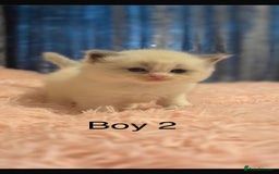 Ragdoll cats for sale: Beautiful ragdolls - Advert 4