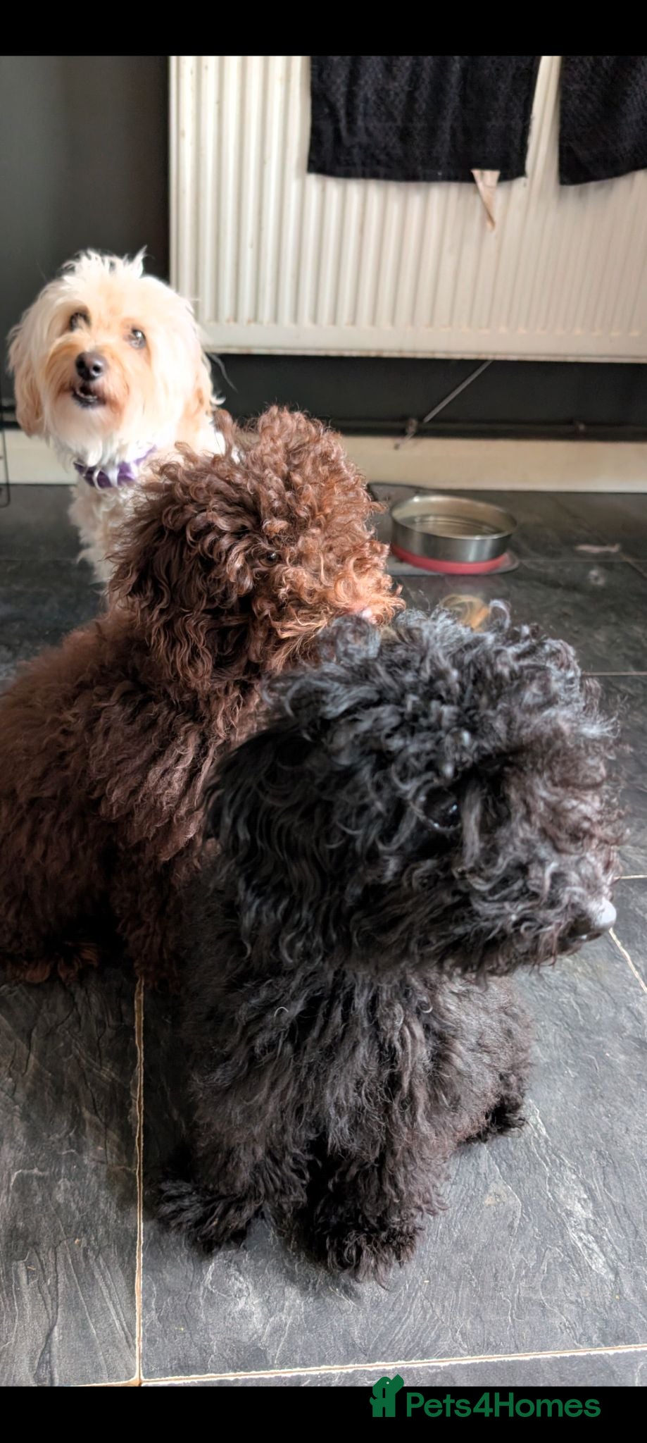 Labradoodle dogs 🐾Quality F1BB Fluffy Mini Labradoodle Pups🐾  - Advert 1