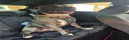 Staffordshire Bull Terrier dogs for stud: Staffy stud  in Addlestone - Advert 1
