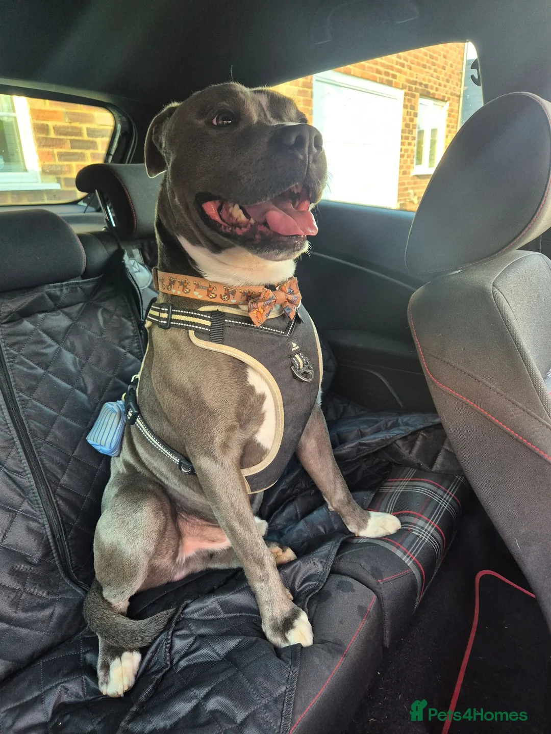 Staffordshire Bull Terrier dogs for stud: Staffy stud  in Addlestone - Advert 1