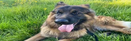 German Shepherd dogs for sale: This is boss looking for his forever home  - Advert 1