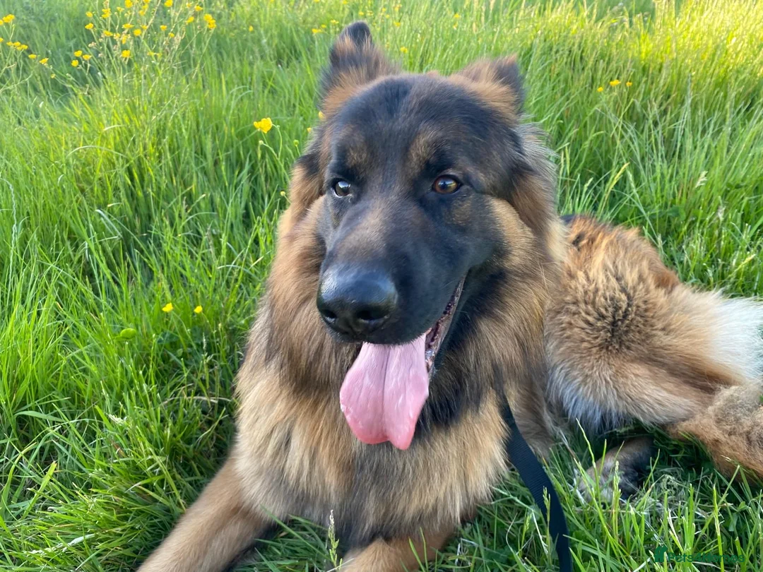 German Shepherd dogs for sale: This is boss looking for his forever home  - Advert 1
