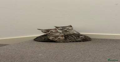 Bengal cats - Advert 1