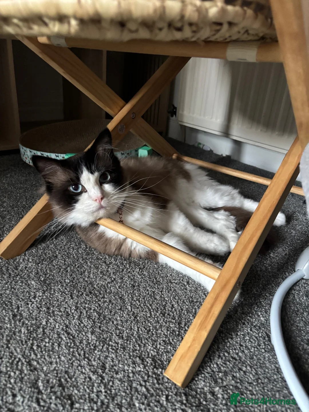 Ragdoll cats for sale: Coco  - Advert 2