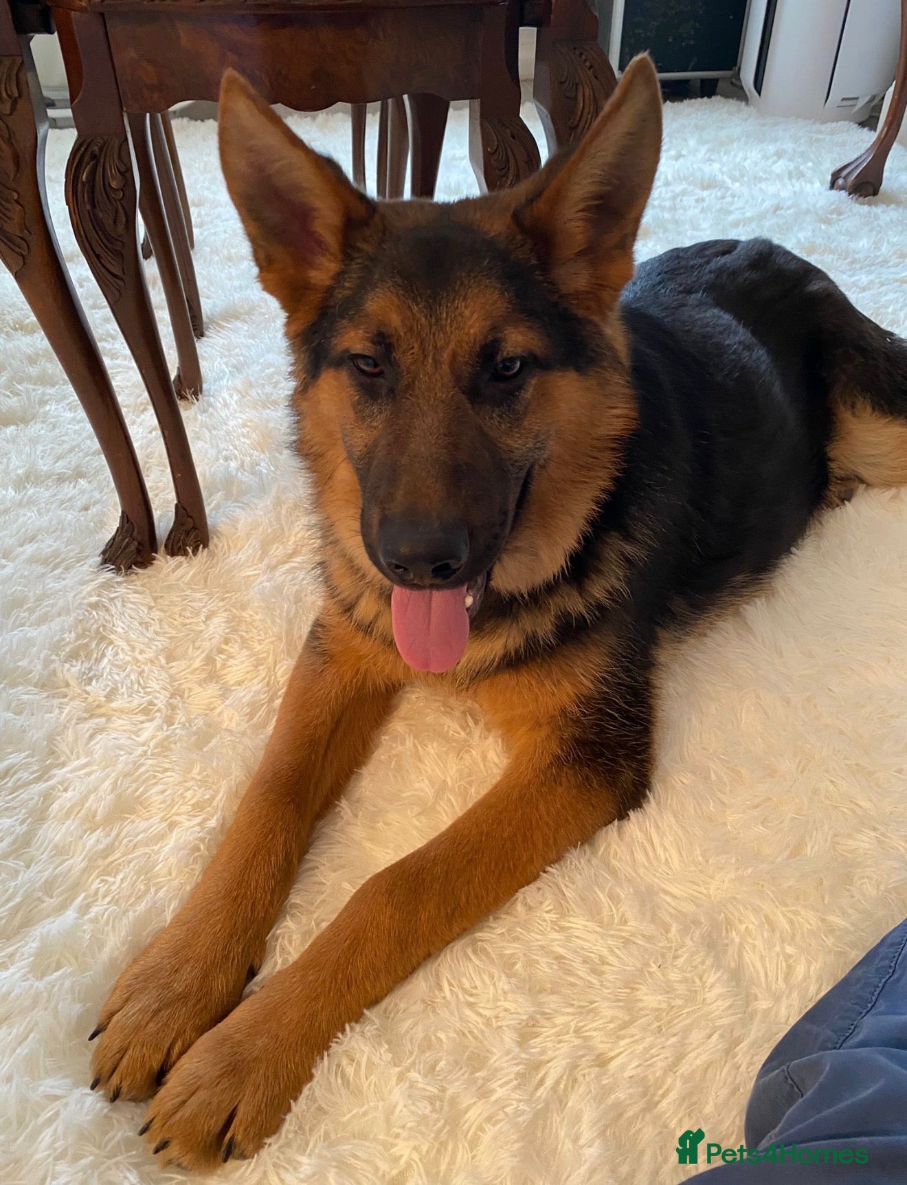 German Shepherd dogs Beautiful intact male shepherd  - Advert 1