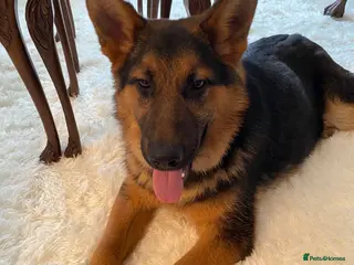 German Shepherd dogs Beautiful intact male shepherd - Advert 1